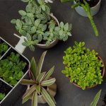 Top 10 Tips To Grow Your Plant