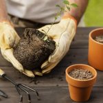 Top 10 Tips To Grow Your Plant